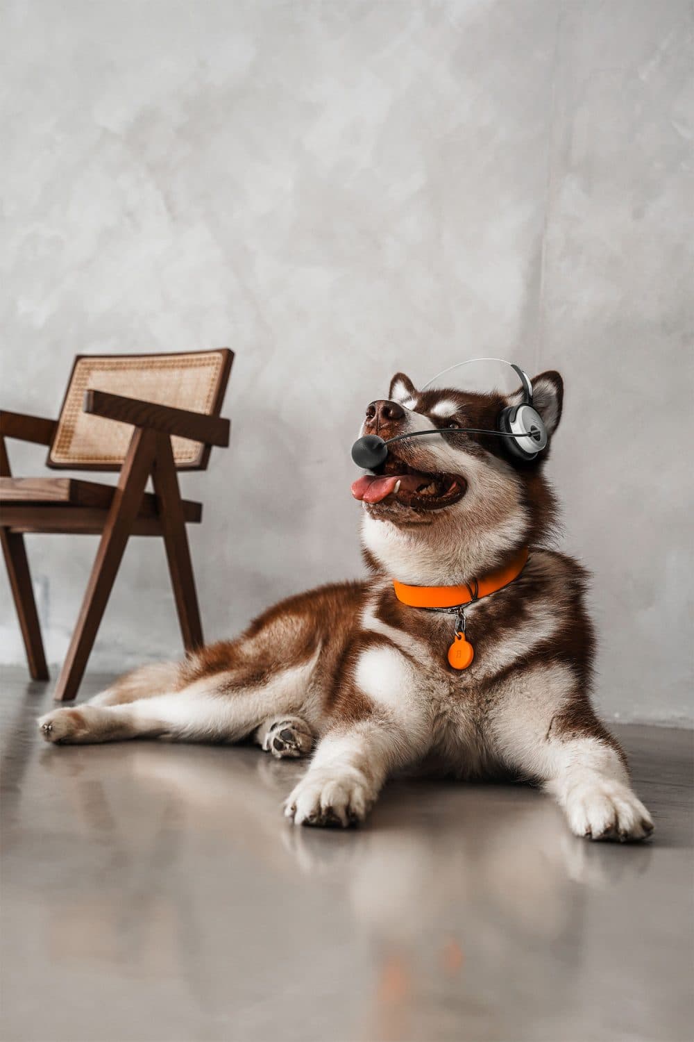 faq-malamute-working